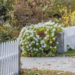 Set 2 White Daisy Plants Live, Perennial Daisy Flowers for Container and Garden Growing 4-8 Inches