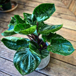 Green Peperomia Live Plant 4 Inch, Live Starter Peperomia Plant, Rare Indoor Houseplant, Low Maintenance Compact Houseplant
