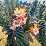 Large Spiral Cactus Plant Live in 6" Pot, Rare Twisted Cactus, Live Spiral Succulent, Easy-Care Houseplant, 4-7 Inches Tall, Well-Rooted