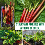 Set 5 Rhubarb Plant Roots for Planting, Rhubarb Crown Root, 4 to 6 Inc in Height, Vegetables Plant Gardening