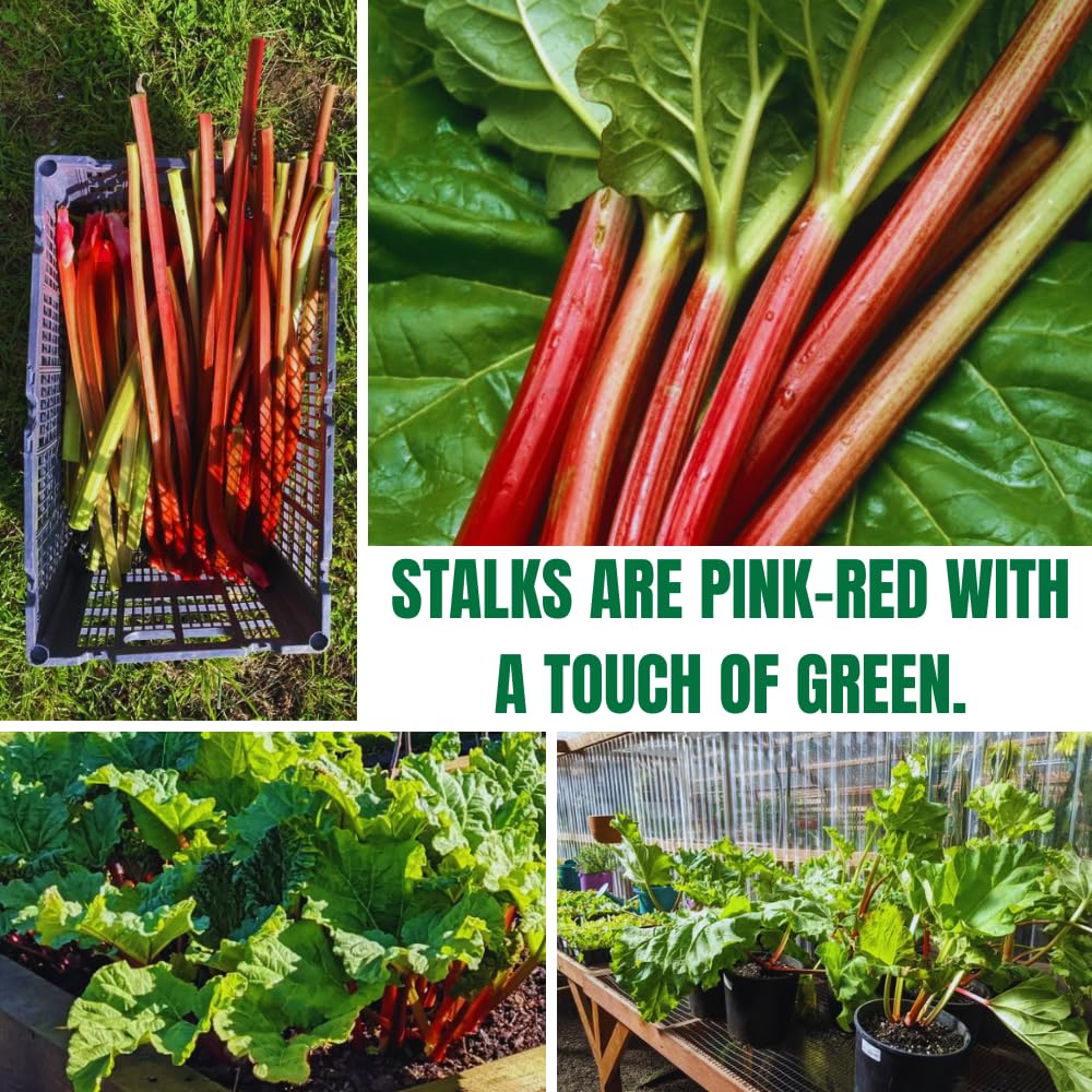 Set 5 Rhubarb Plant Roots for Planting, Rhubarb Crown Root, 4 to 6 Inc in Height, Vegetables Plant Gardening