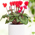 Red Cyclamen Plant Live, Flowering Houseplant, 4" Pot