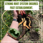Common Rhubarb Plant Roots Live, 5 Large Rhubarb Plants Roots for Planting, Vegetable Plant for Gardening Indoor Outdoor