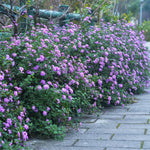 Set 4 Trailing Lantana Plants Live for Planting, Fragrant Lantana Live Plant to Grow Indoor Outdoor, Lantana Flowers Perennial, 4-8" Tall (Purple Lantana)