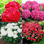 Hydrangea Plant Live Tree, Blooming Garden Bush Hardy Hydrangea Shrub, Random Flowering Plant Indoor Outdoor Well-Rooted 5-9 Inc Tall, Stater Plant
