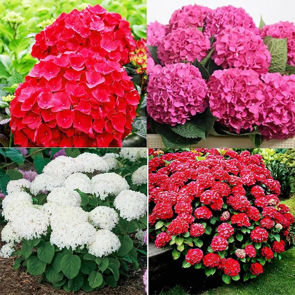 Hydrangea Plant Live Tree, Blooming Garden Bush Hardy Hydrangea Shrub, Random Flowering Plant Indoor Outdoor Well-Rooted 5-9 Inc Tall, Stater Plant