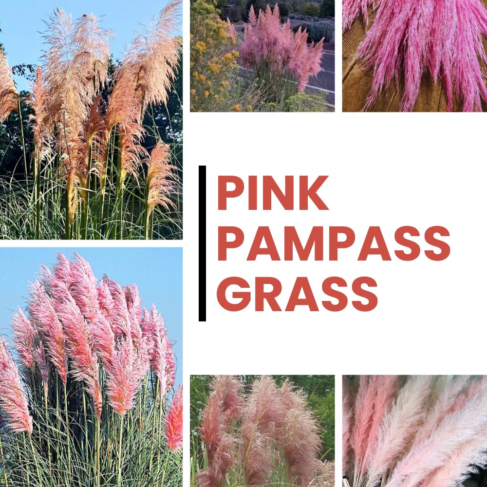 1 Pampas Grass Plant Live Fully Rooted 5-9" Height, Ornamental Grasses Live Plant Perennial for Planting (Pink Pampas Grass)