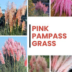Pack 2 Pampas Grass Plants Live, Pampas Grass Pruned Fully Rooted 5 to 9 Inches Height, Ornamental Grasses Live Plants Perennial for Growing (Pink Pampas Grass)