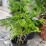 Pack 2 Moringa Trees Live Plants in 4 Inc Pot, 6"-12" Malunggay Drumstick Trees, Horseradish Herb Moringa Plants, Deciduous Tree