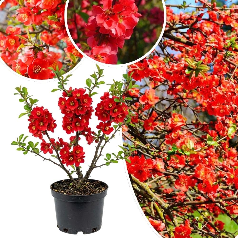 Red Quince Flowering Plant Live Shrub for Outdoor Garden and Landscaping, Quince Plant 3-6" Tall, Chaenomeles Japonica Bush Shrub for Planting 4 Inch Pot Plants