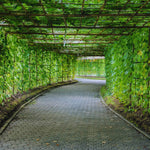 2 Long Luffa Plants Live, Luffa Gourd Plants Pot 4'', Vegetable Climbing Vine for Home Garden Backyard Trellis