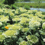Hydrangea Plant Live, Reblooming Hydrangea Flowers Well-Rooted, Hardy Bush Shrub, 5-9" Tall, Vibrant Shades (White Hydrangea)