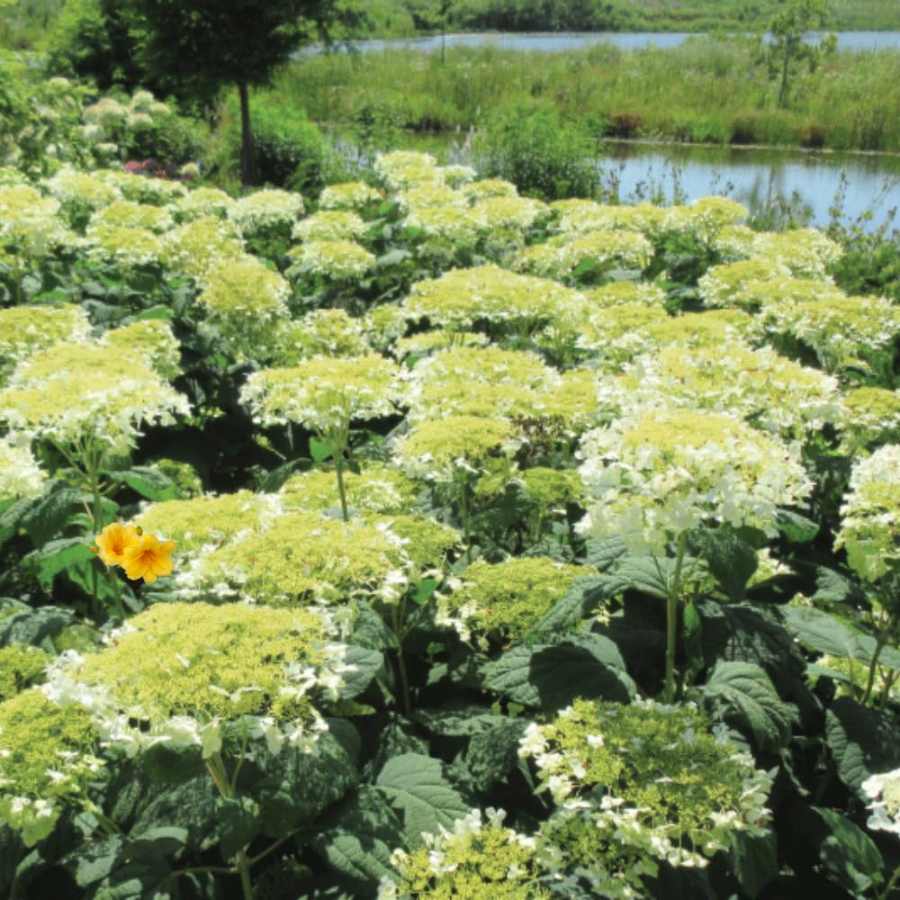 Hydrangea Plant Live, Reblooming Hydrangea Flowers Well-Rooted, Hardy Bush Shrub, 5-9" Tall, Vibrant Shades (White Hydrangea)