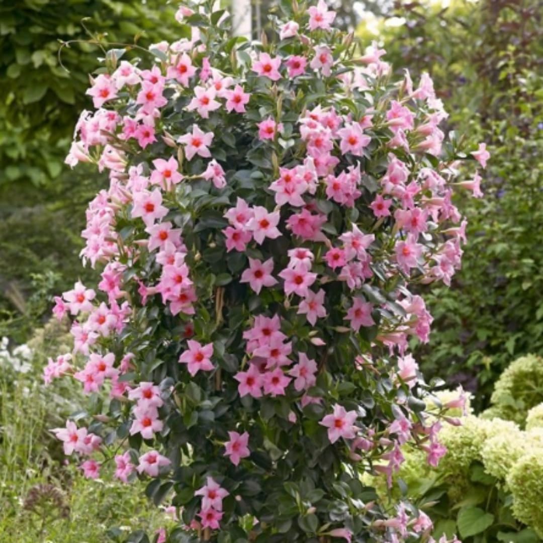 Mandevilla Plant Live, 4 to 7 Inc Tall Seedling, Pink Mandevilla Vine Plants, Perennial Flower Mandevilla Starter Plant Indoor Outdoor Planting
