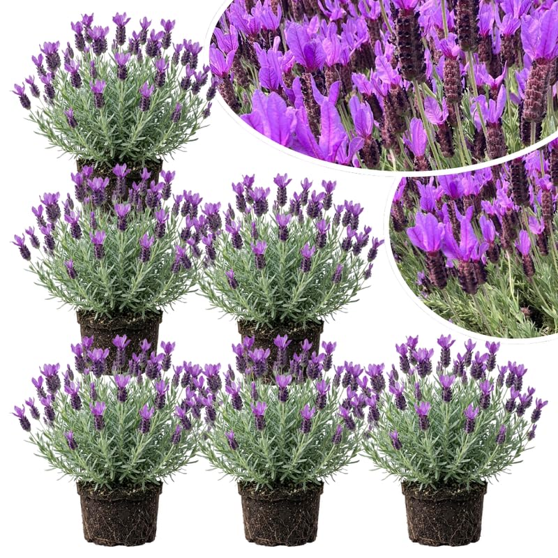4 Spanish Lavender Plants Live for Outside Planting, Perennial Bloom, Live Lavender Plants 5–9 Inches Tall with Fragrant Flowers for Spring Growing