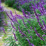 4 Fragrant Sage Salvia Live Plants, Planting in Spring Sage Plants Live, 5 to 10 Inches in Tall, Change Color (Mexican)