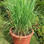 Pack 5 Lemongrass Plants Live for Planting, Perennial Lemon Grass Live Plant Indoor Outdoor Planting, Lemongrass Stalks No Pot