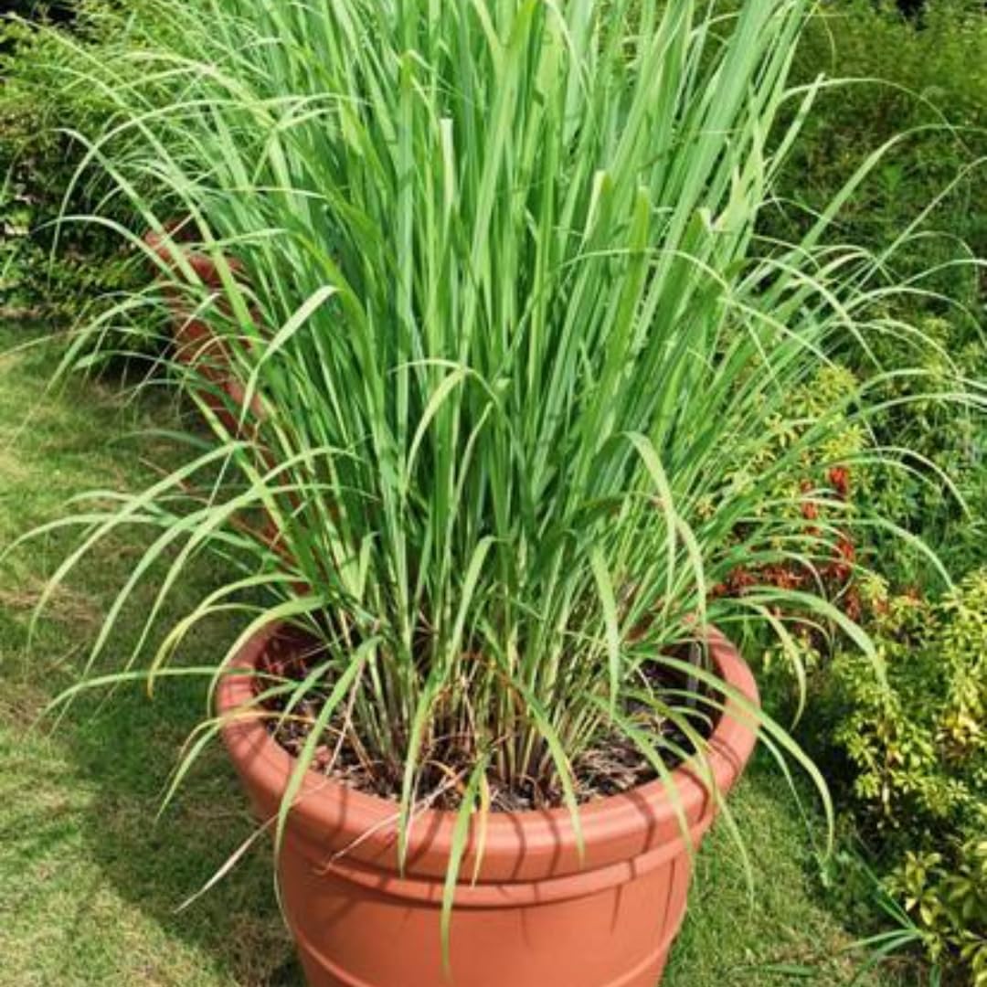 Pack 5 Lemongrass Plants Live for Planting, Perennial Lemon Grass Live Plant Indoor Outdoor Planting, Lemongrass Stalks No Pot