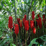 10 Awapuhi Pinecone Shampoo Ginger Rhizomes Plants, Red Ginger Plants, Fast Growing, Rare Plant for Outdoor Gardening, Fresh Bulbs