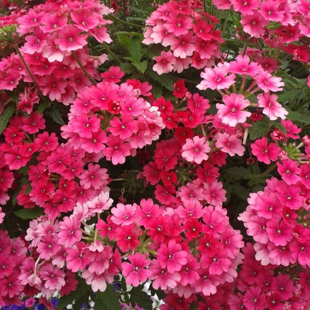 Verbena Live Plants 4 to 8 Inches Tall, Verbena Live Plant, Perennial Flower Trailing Plants for Planting, Well-Rooted Plant (Pink)