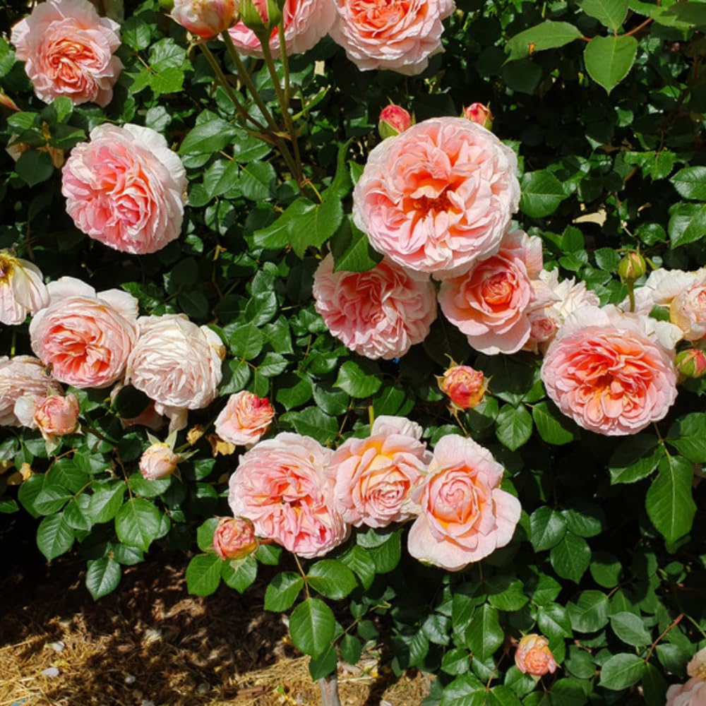 Rose Plant Live, Rose Bush Live Plant, Fragrant Flowers Ready to Plant, 5-9 Inch Height, Well-Rooted, No Pot (Apricot Pink Rose)