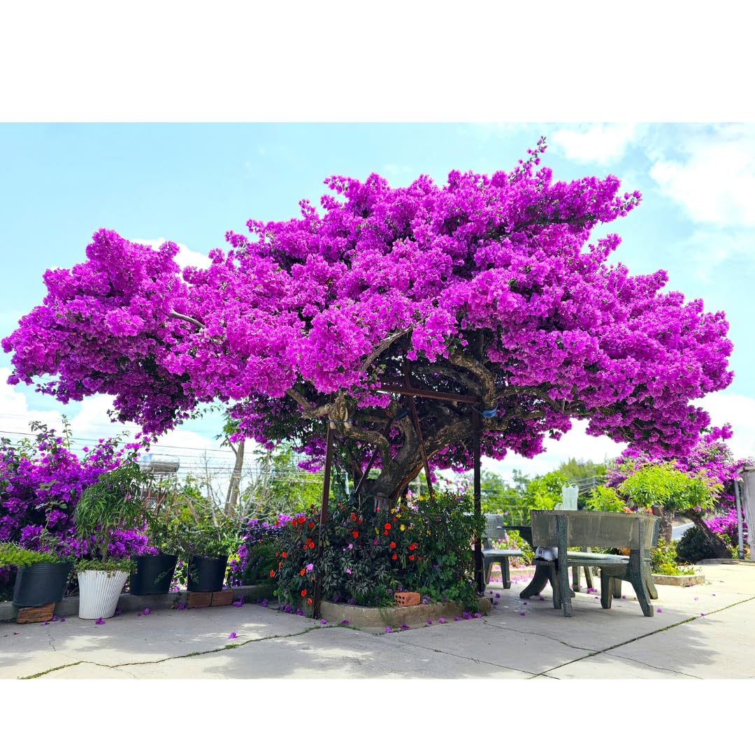 Combo 2 Bougainvillea Plants Live Trees, Outdoor Bougainvillea Plant for Trailing Flowering Vines or Bush Tree, 5-10” Tall, Well-Rooted Bougainvillea Bright Purple