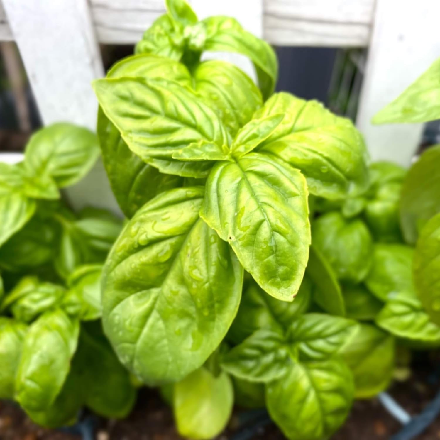 Set 2 Basil Live Plants, 4 to 5 Inc Long, Live Basil Plant, Herb Plants Live Outside Inside