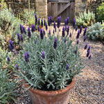 4 Creek Lavender Plants Live, Fragrant Lavender Herb for Garden, Patio Containers and Indoor Décor, 4-7 Inches Tall