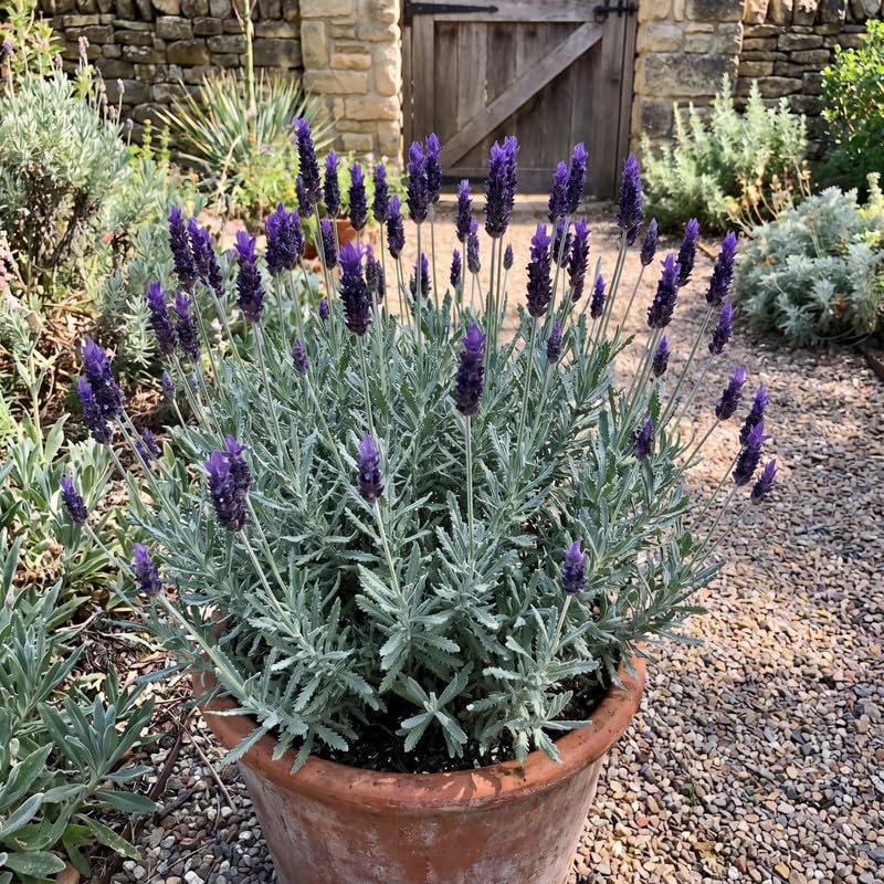 4 Creek Lavender Plants Live, Fragrant Lavender Herb for Garden, Patio Containers and Indoor Décor, 4-7 Inches Tall