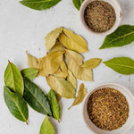 Laurus Nobilis Live Plant Tree Live, Bay Leaf Plants, Fragrant Sweet Laurel Bay Leaf Trees, Sweet Bay Laurel Live Plants from 5 to 9 Inc in Tall