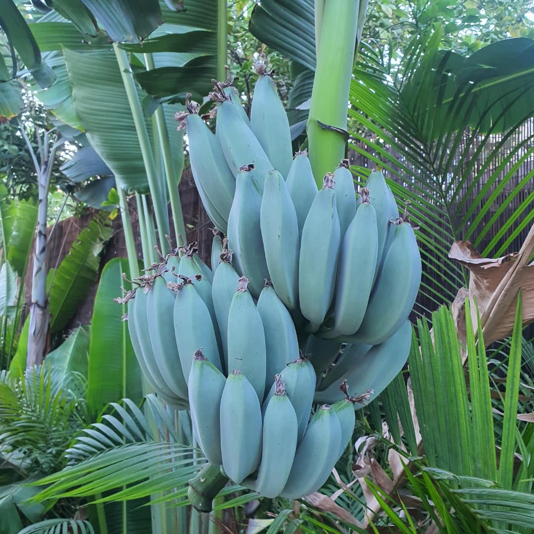 Banana Trees Live Plants from 4 to 6 Inc Long, Ice Cream Banana Plants Live for Planting Gardening Outdoor Indoor, 1 Plant