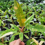 Philodendron Plant Live, Rare Variegated Philodendron Houseplant for Planting, Home Office Decor 4 to 8 Inches (Orange Green)