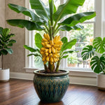 Tropical Banana Tree Live Plant, Edible Fruit, 4-6" Tall