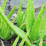 Aloe Vera Plant Live, 4 Inc Potted, Live Aloe Vera Plant Indoor, Succullent Plant Live