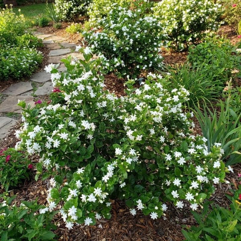 2 Double Jasmine Live Plants, Fragrant Flowering Shrubs, 4-6" Tall