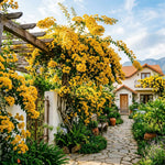 2 Bougainvillea Plants Live, Bougainvillea Live Plant, 4 to 6 Inc Tall, Flower Vine Plant Garden (Gold)