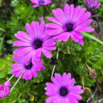 2 Osteospermum Plants Live, Purple African Daisy Flower Plants 4 Inc Potted, 2 Plants per Pot Garden Annual Flowering Plant Live, Purple Flower