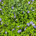 2 Vinca Minor Plants Live, Creeping Periwinkle Plants Live, Vinca Minor Live Plant Indoor, Purple Vinca Plant Pot, Ground Cover Plant Live, 3 to 6 Inches Tall in 4 Inches Pot