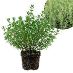 English Thyme Live Plant, 3-6 Inch Tall, Thyme Herb Plant for Outdoor Garden and Indoor Container Growing, Fragrant Herb Plant, No Pot Included