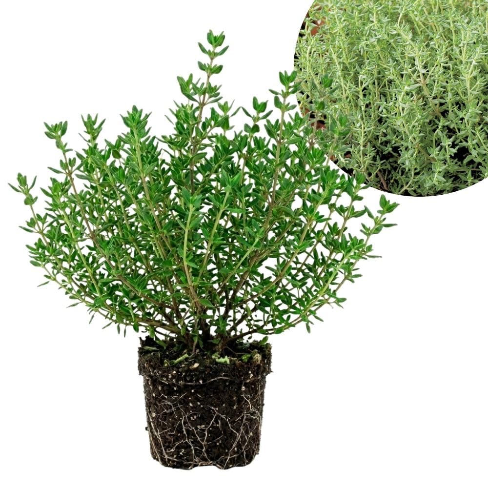 English Thyme Live Plant, 3-6 Inch Tall, Thyme Herb Plant for Outdoor Garden and Indoor Container Growing, Fragrant Herb Plant, No Pot Included