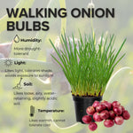 5 Egyptian Walking Onions Plants Live, Egyptian Walking Onions Plant for Planting Outdoors Indoors, 3 to 5 Inc Tall
