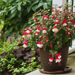 2 Fuchsia Plants Live, Live Fuchsia Plants, 3 to 5 Inches Tall, Red White Flower Plant, 4 to 6 Inc Tall