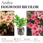 2 Pink Dogwood Azalea Rhododendron Plants Live Trees, 5-9" in Tall, Vibrant Bloom, Pink White Color