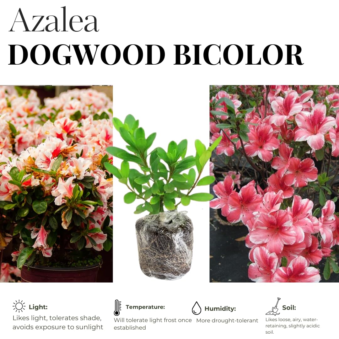 2 Pink Dogwood Azalea Rhododendron Plants Live Trees, 5-9" in Tall, Vibrant Bloom, Pink White Color