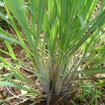 5 Lemongrass Plants for Outside, Lemon Grass Plants for Planting, Indoor Outdoor Herb Rooted Lemongrass Stalks