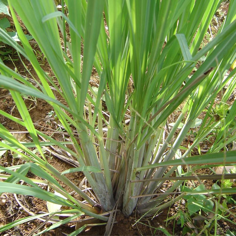 5 Lemongrass Plants for Outside, Lemon Grass Plants for Planting, Indoor Outdoor Herb Rooted Lemongrass Stalks