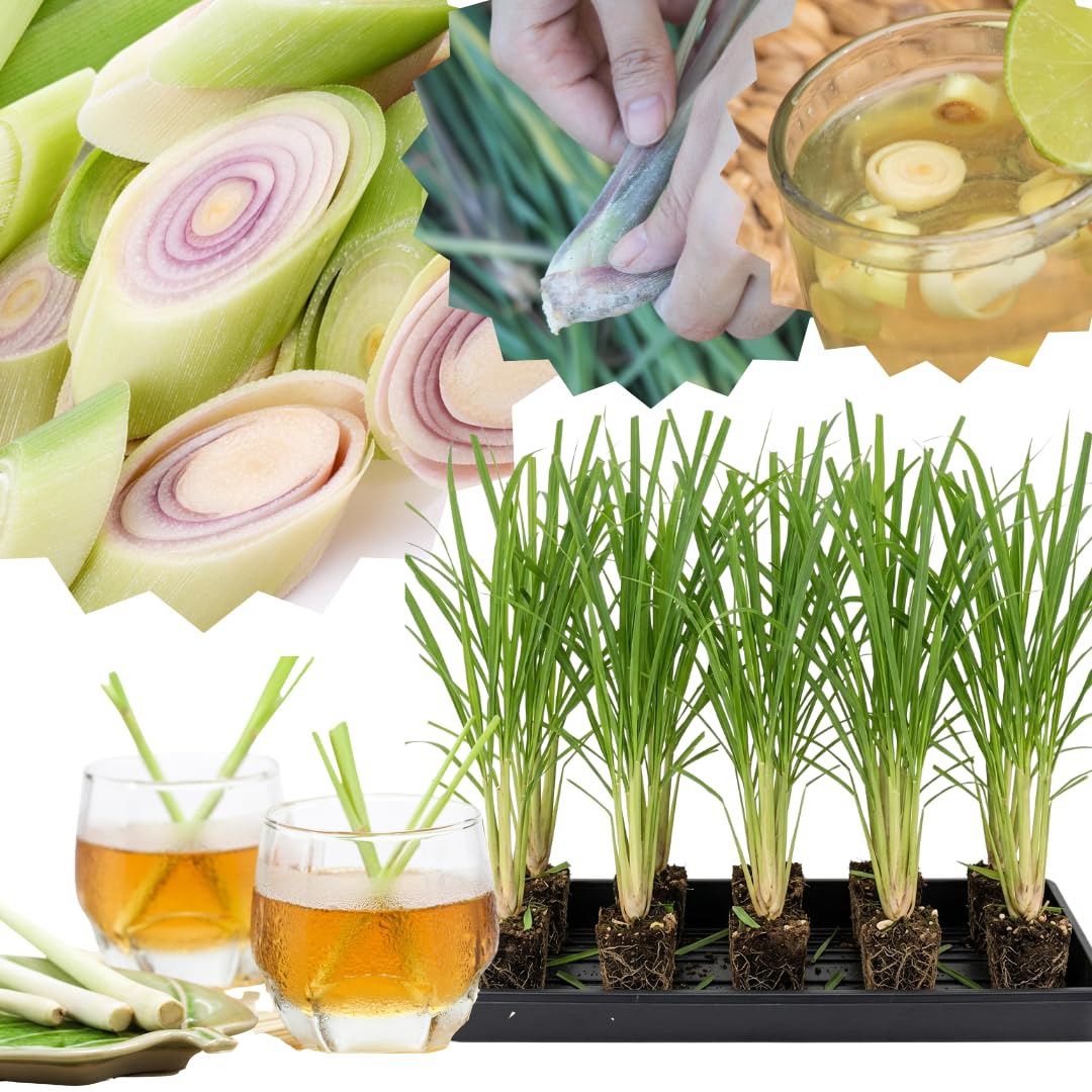 Set 10 Fresh Stalks Lemon Grass Plants for Outside, Well-Rooted Live Lemongrass Plants for Outdoor Planting, Lemongrass Herb Plants