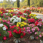 Set 3 Adenium Desert Rose Plants Live, Desert Rose Live Plant, 4 to 6 Inc Long, Succulent Flower Plant