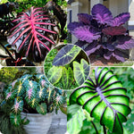 Colocasia Esculenta, Colocasia Live Plant, Elephant Ears Live Plant, Esculenta Taro Live Houseplant, 5-8 Inc Tall, No Pot (Rare Colocasia)