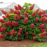 Hydrangea Bush Tree Plants Live, 5-9" Tall, No Pot, Dormant in Winter, Change Color Perennial Planting Indoor Outdoor, Long Lasting Blooms Flower (Ruby Slipper)